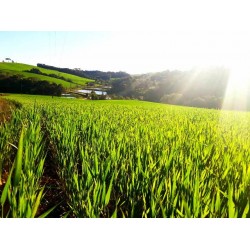 Proprietários rurais têm até 30 de setembro para entregar declaração de ITR